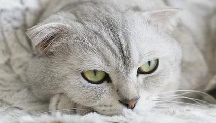 stake.com-索帅：任内对曼城最佳表现 瓜帅：没有球迷不像德比