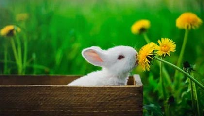 stake.com-“浙江广厦篮球俱乐部荣获浙江省首个CBA总冠军”——被写入浙江省政府工作报告